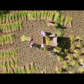 川北民間傳統文化紀錄片《川北舊事》第五集《傳統收稻谷》