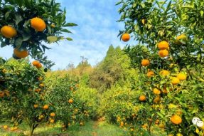 好消息！伏虎寺外桃源旅游景區的橘子熟啦!
